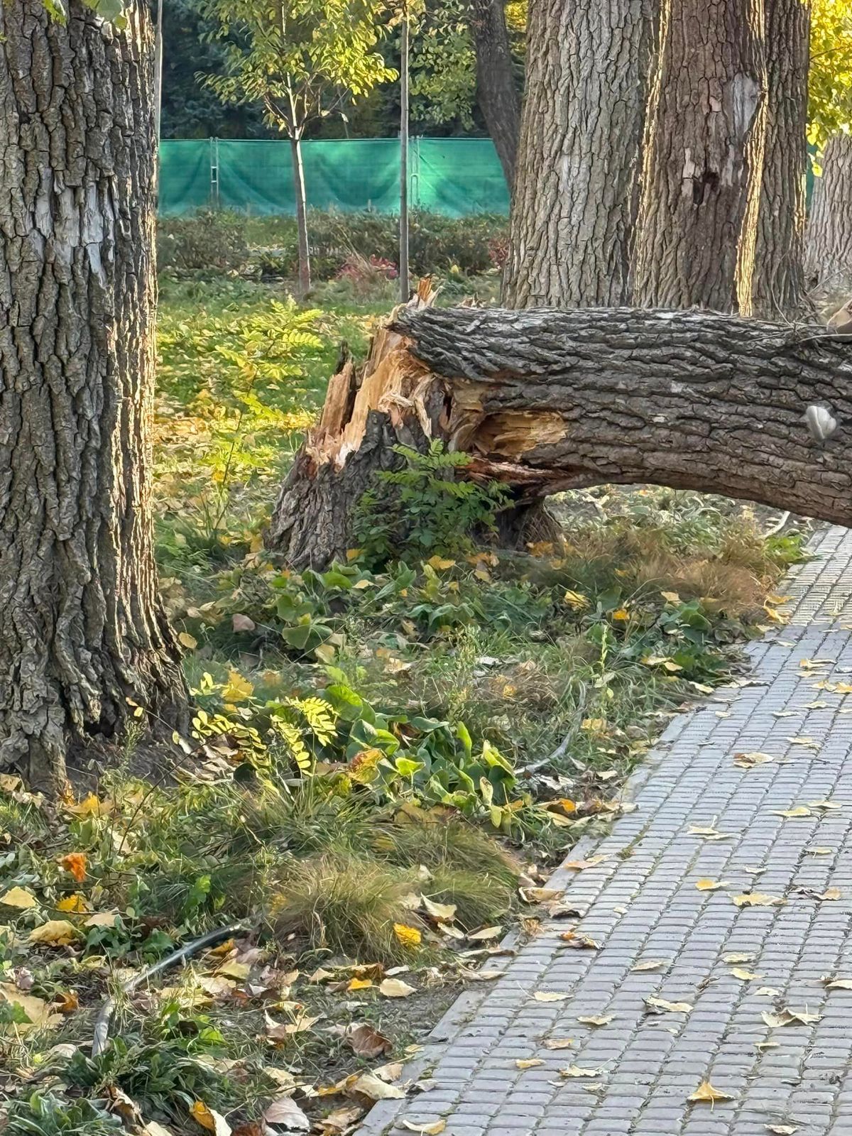 Fa dőlt egy autóra, fakidőlés, Kecskemét