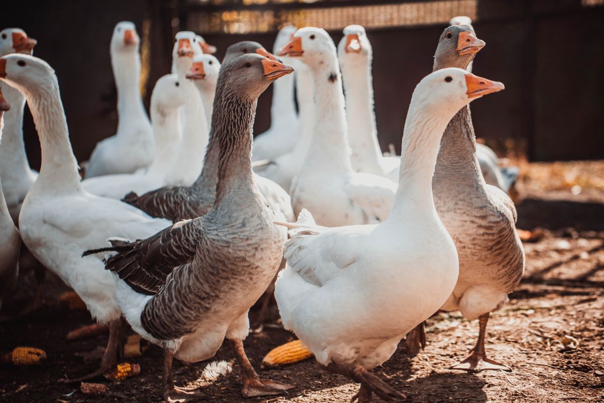 Geese,In,A,Country,Yard.,Free,Range,Poultry,Farming