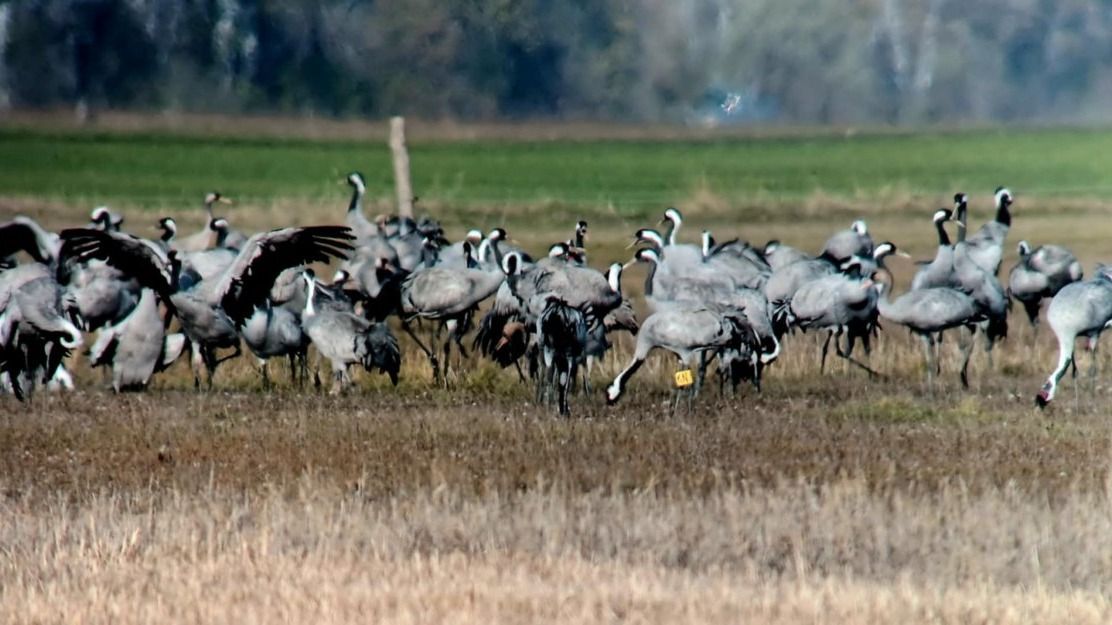 darvak, Kiskusági Nemzeti Park, madármegfigyelés