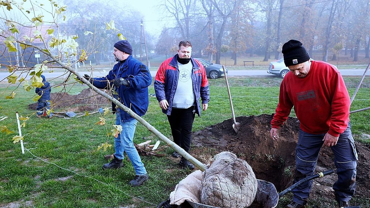 platánfák, faültetés, Kisszállás