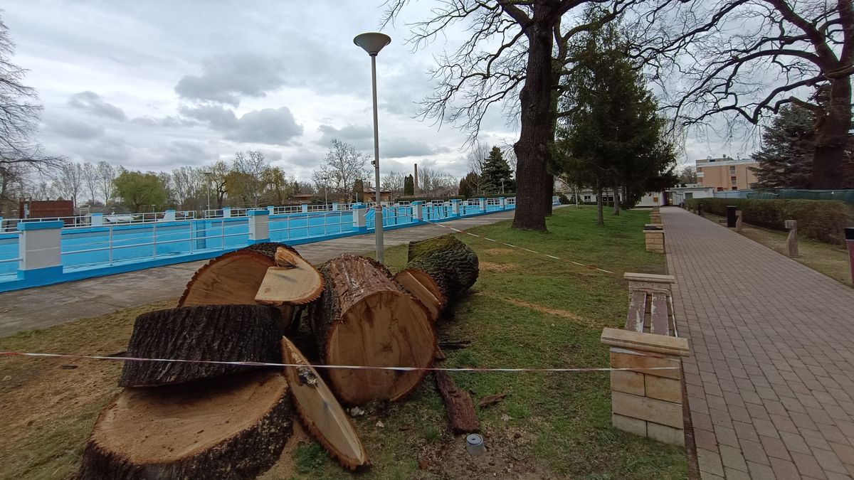védett tölgyfák, Kiskunhalas