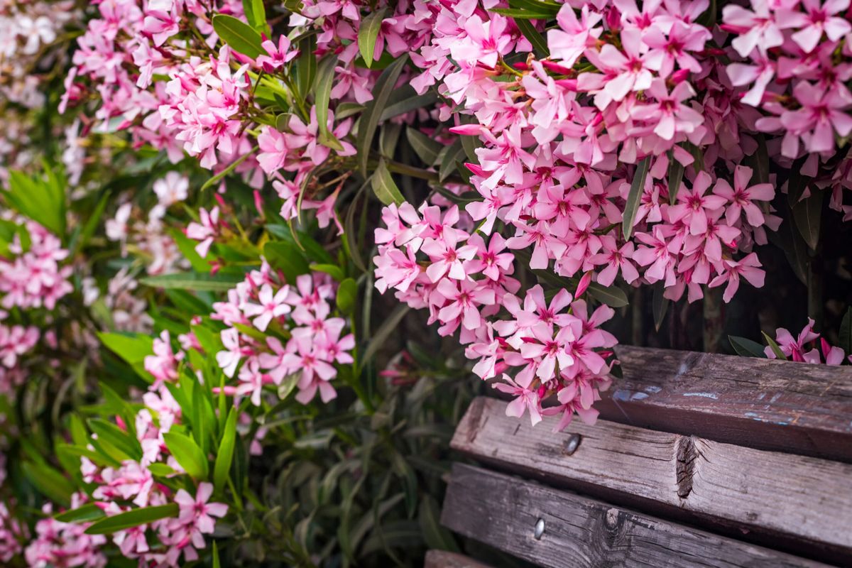 Closeup,Of,Pink,Flowers,Of,Oleander,Nerium,In,Israel,In