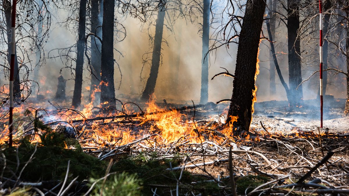Forest,Brigade,Members,Fight,A,Fire,In,Argentine,Patagonia.