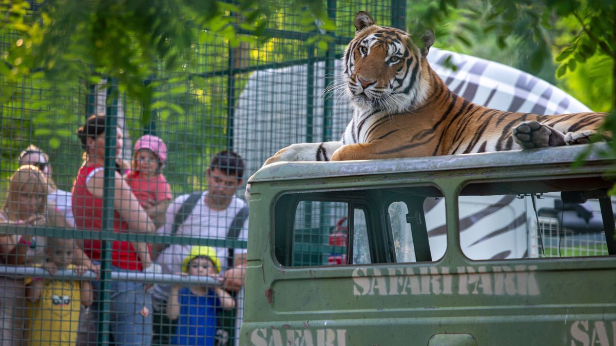 szeméttelep, baleset, Richter Safari Park