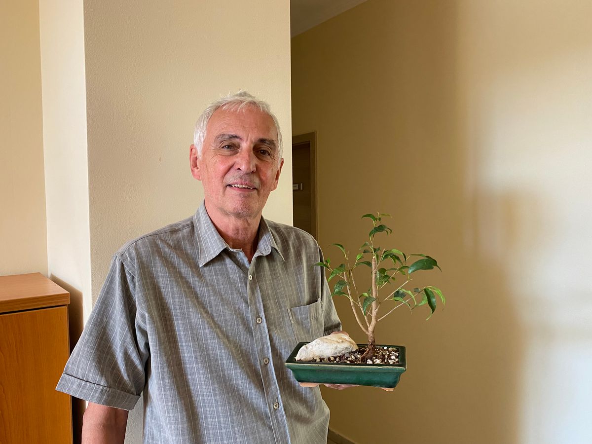 Krajcsovszki József, Bonsai fa