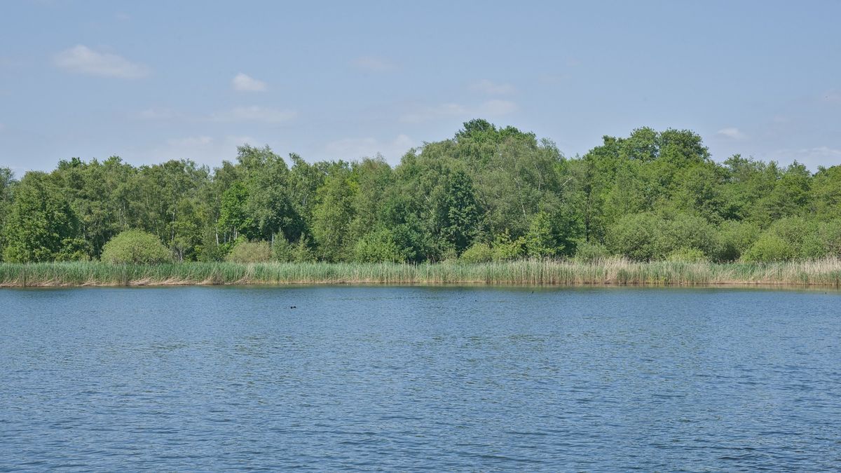 halpusztulás, Iskola-tó