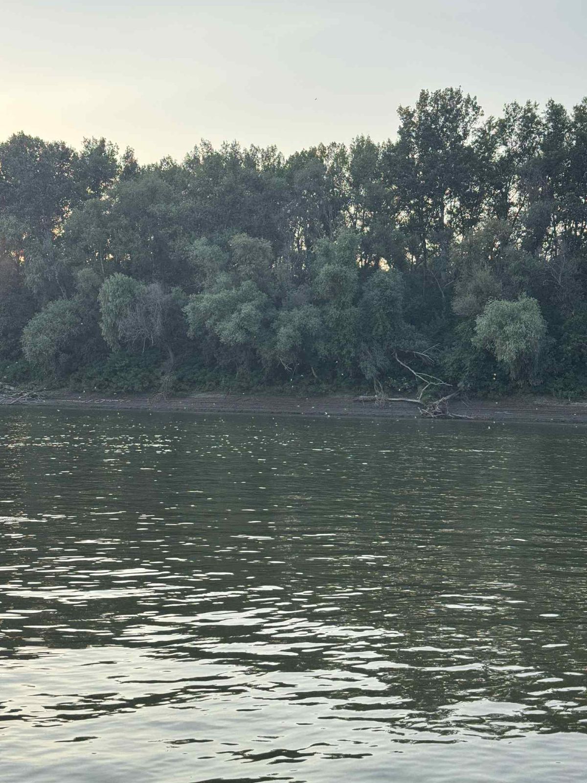 tiszavirágzás, Tisza, kérész