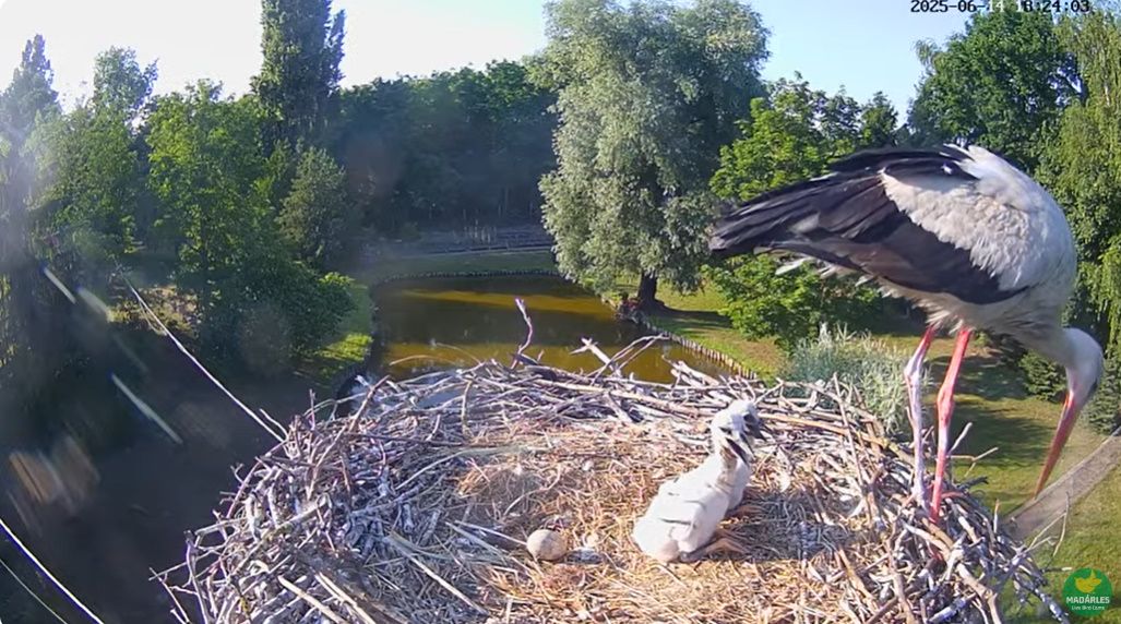 solti gólyafészek, gólya, fióka