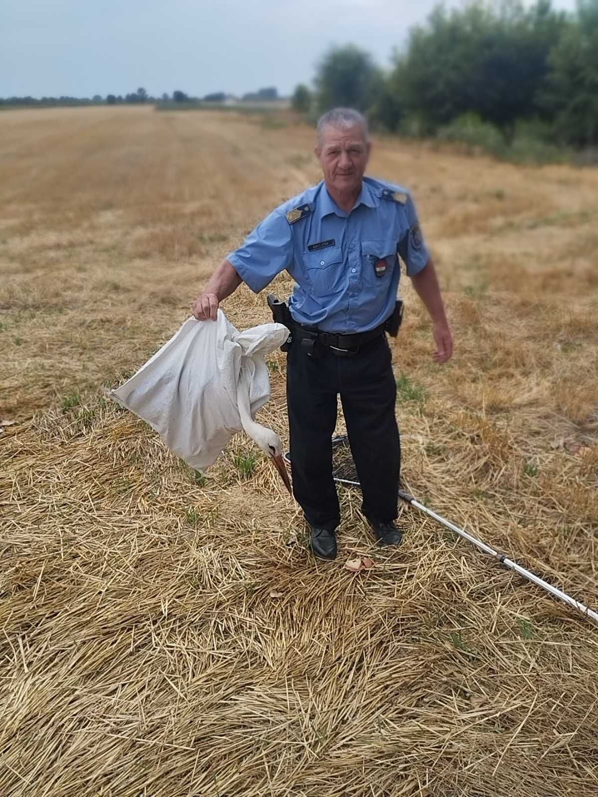 sérült gólya mentése, Kiskőrös, 