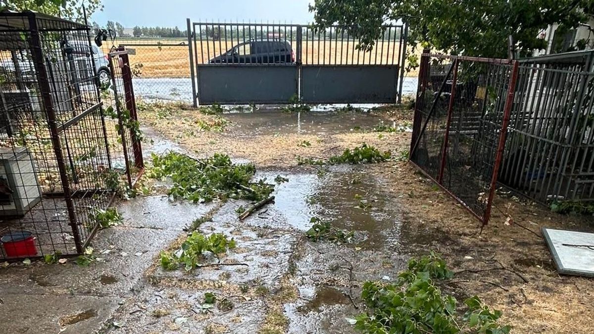 Kutyával együtt repült a kennel, egy gondozó is megsérült – súlyos károkat okozott a vihar