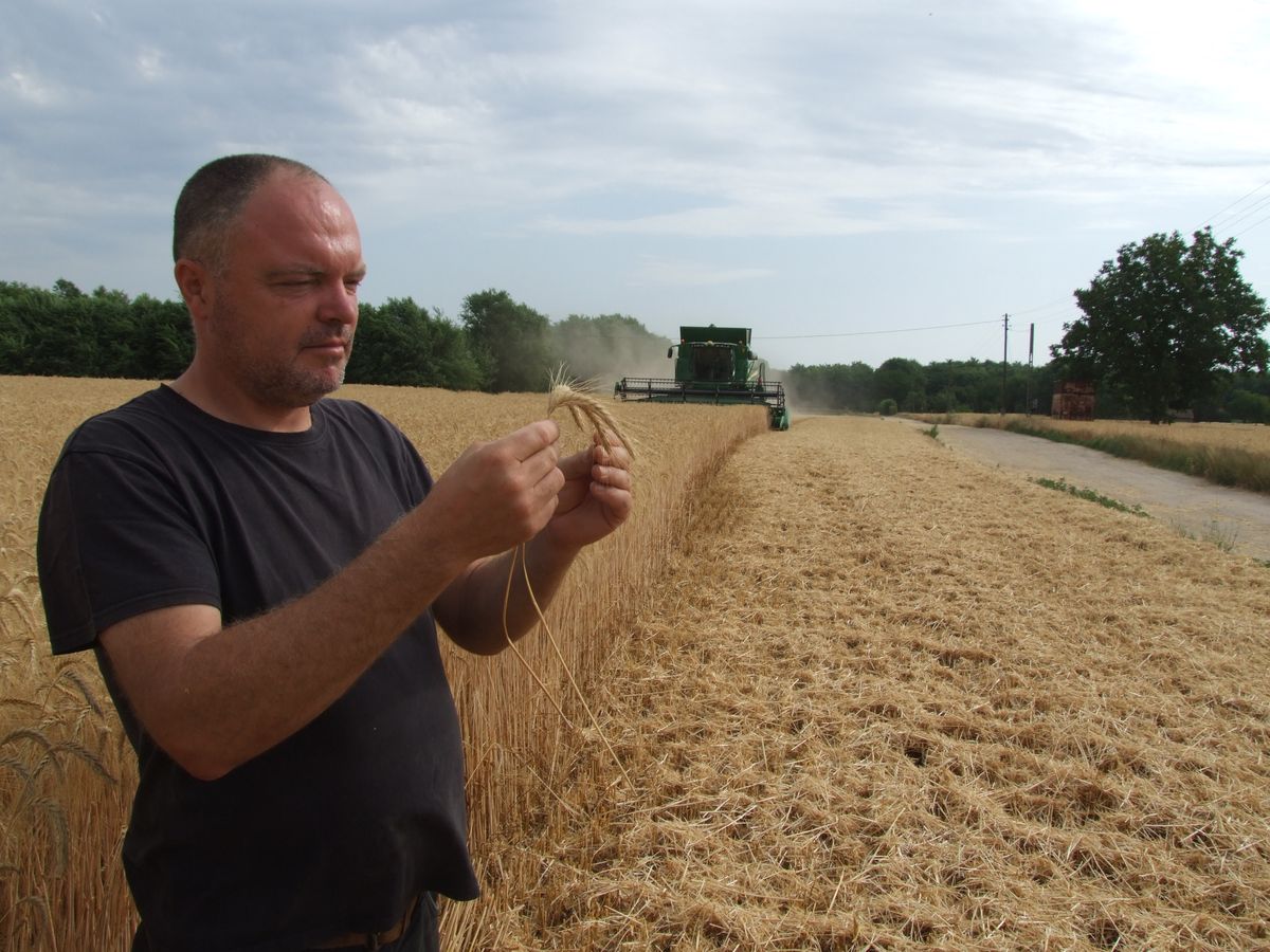 A Homokhátság búcsút inthet a kukoricának