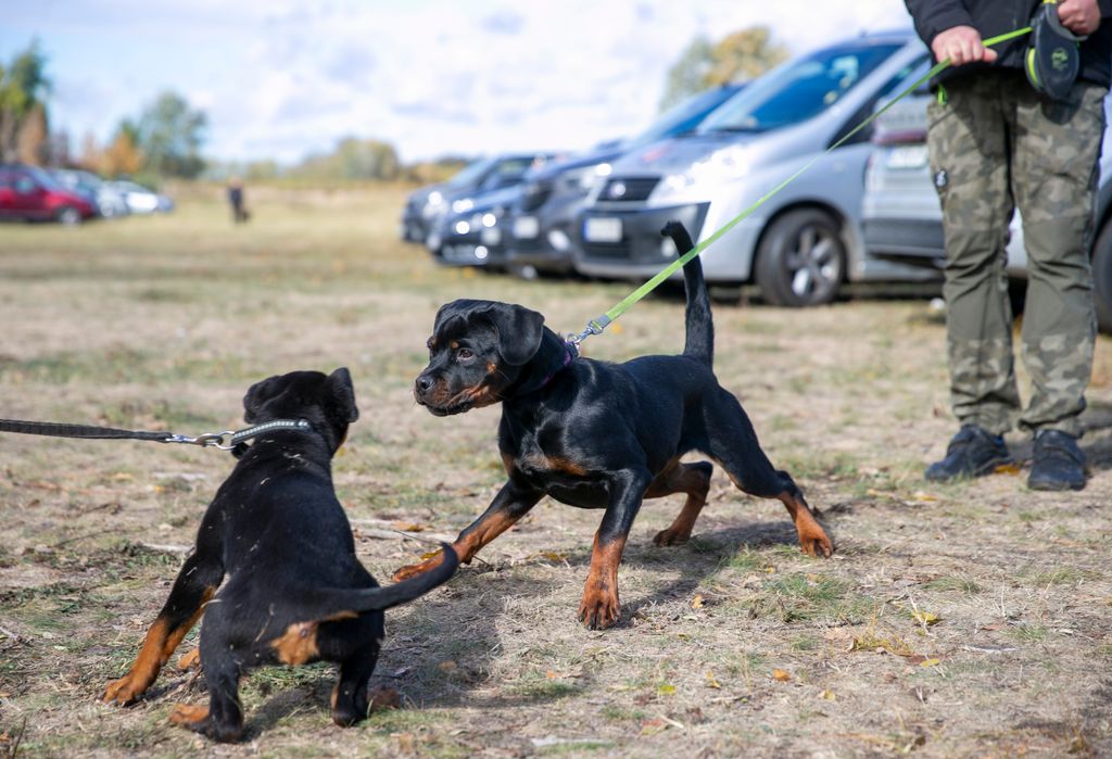 A Rottweiler munkakutyák világversenye most zajlik Jakabon