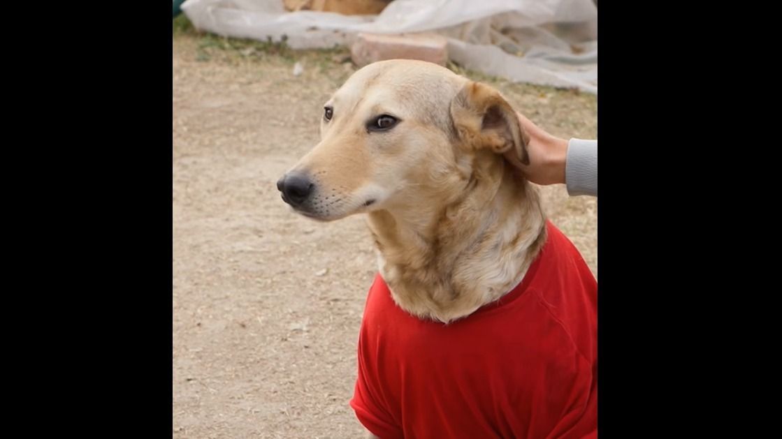 Rozi kutya jó úton a gyógyulás felé