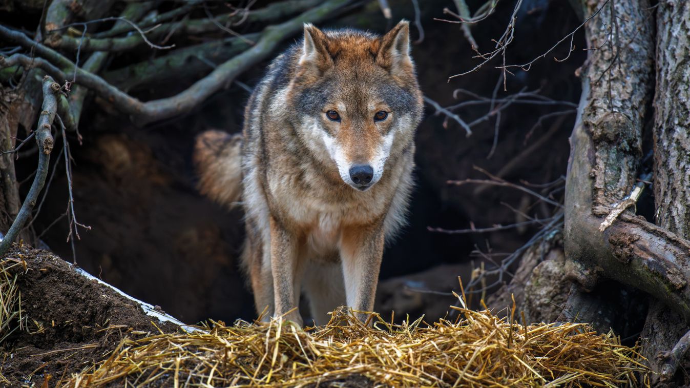 A magyar vidék réme: így tartotta félelemben egész Bács-Kiskunt a farkas